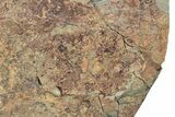 Partial Giant Radiodont (Aegirocassis), Xiphosurida & Trilobite #212391-8